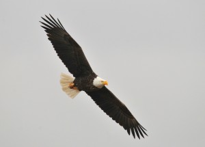 Image from Pixabay.com